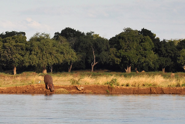 Hippo entering the Zambezi River, Mana Pools National Park, Zimbabwe