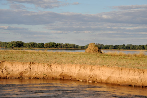 Termite mound on a Zambezi River island, Mana Pools National Park, Zimbabwe
