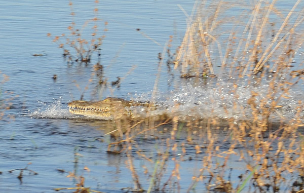Crocodile diving into the Zambezi, Mana Pools National Park, Zimbabwe