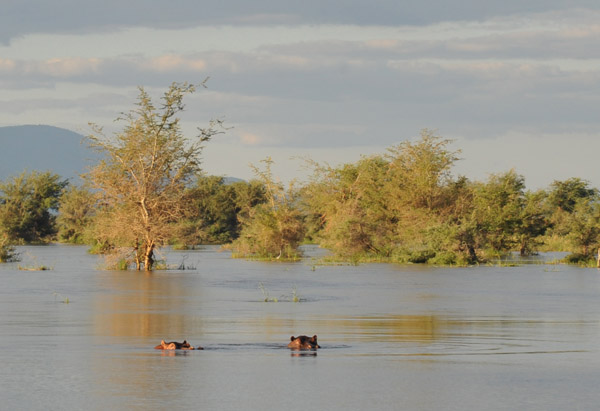 A pair of hippos, Lower Zambezi, Zambia