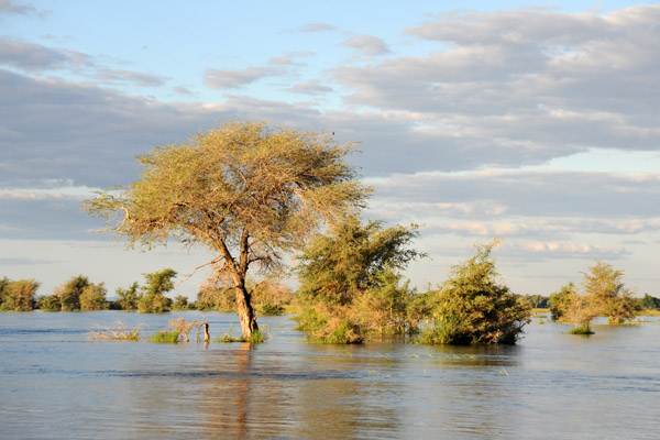 Flooded island in the Lower Zambezi River, Zambia