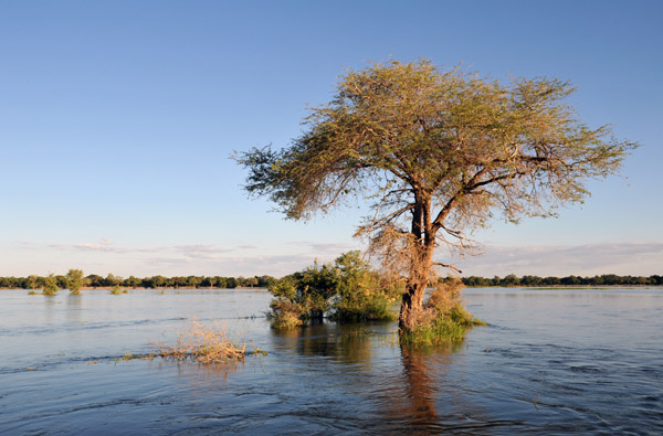 Tree seemingly growing out of the river with Zimbabwe in the background