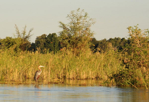 Goliath Heron (Ardea goliath), Lower Zambezi