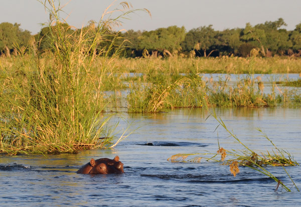 Hippo, Lower Zambezi