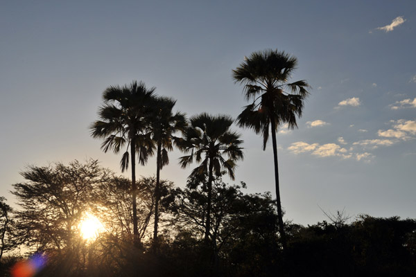 Palms, late afternoon, Chiawa Game Management Area