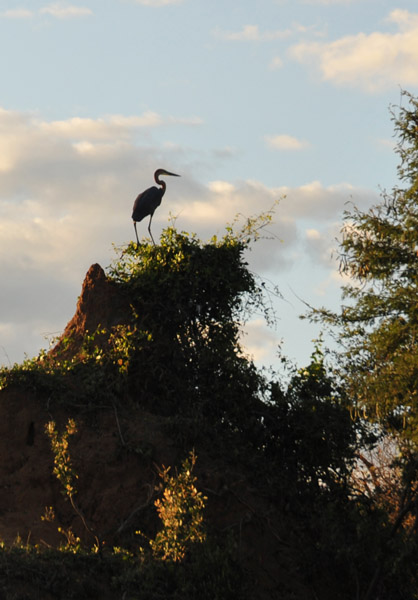 Heron on a bush-covered termite mound