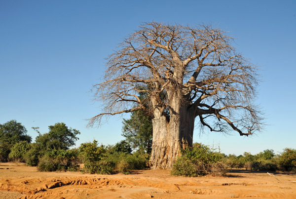 Massive Baobab, Lower Zambezi National Park