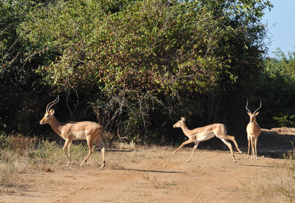 Impala, Lower Zambezi National Park