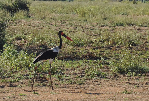 Saddle-billed Stork (Ephippiorhynchus senegalensis), Lower Zambezi National Park