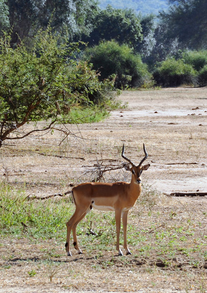 Impala, Lower Zambezi National Park