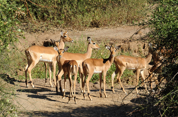 Impala, Lower Zambezi National Park