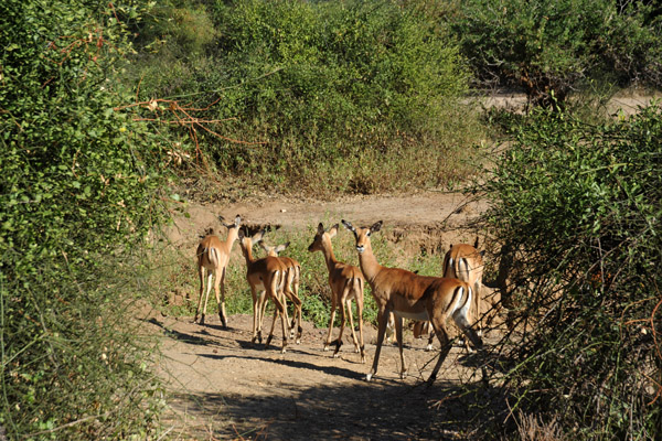 Impala, Lower Zambezi National Park