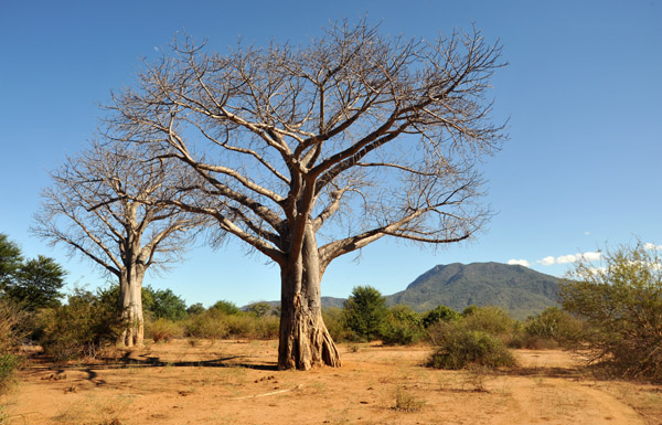 Baobabs, Lower Zambezi National Park