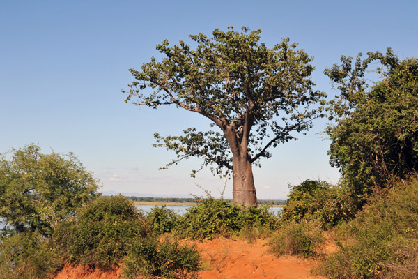 Lower Zambezi National Park by the river