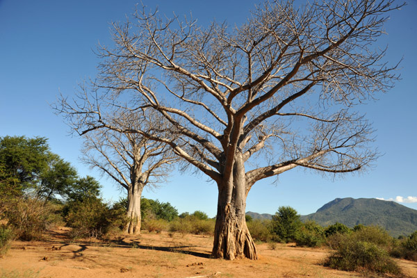 Baobabs, Lower Zambezi National Park