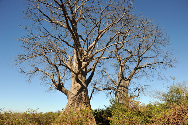 Baobabs, Lower Zambezi National Park