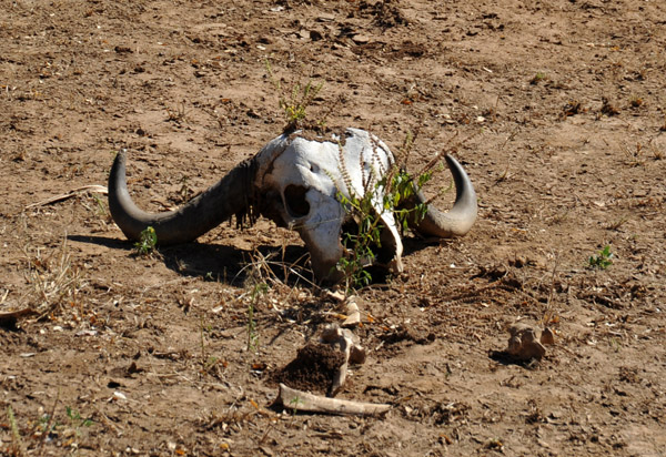 Cape Buffalo skull, Lower Zambezi National Park