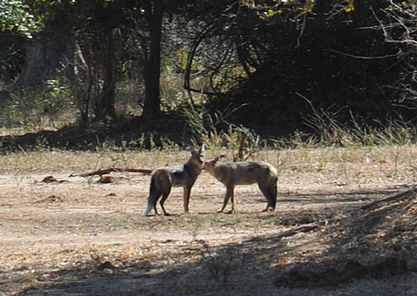 A pair of jackals (Canis adustus), Lower Zambezi National Park