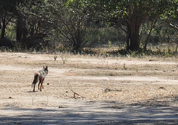 Side-striped Jackal (Canis adustus), Lower Zambezi National Park