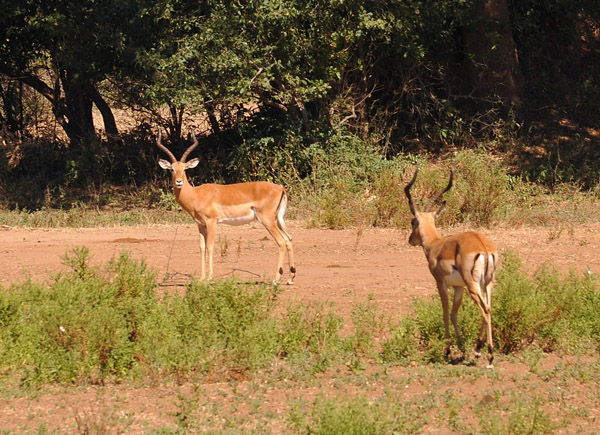 Impala, Lower Zambezi