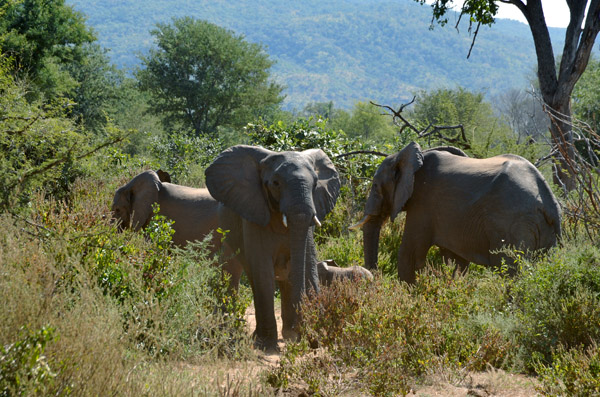 Three elephants with a small calf