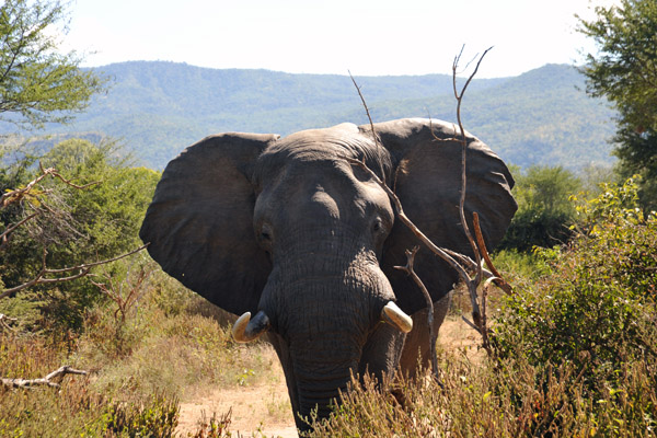 Giant bull elephant