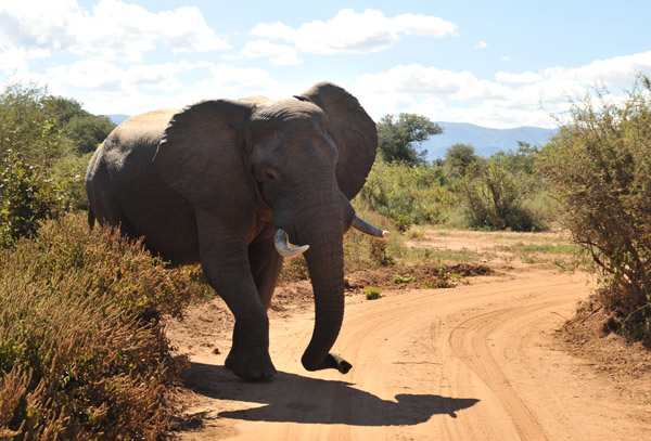 Bull elephant crossing the road, Chiawa Game Management Area