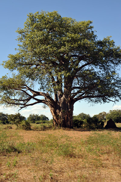 Baobab, Zambia