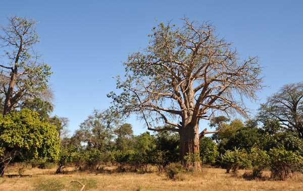 Chiawa Game Management Area, Lower Zambezi, Zambia