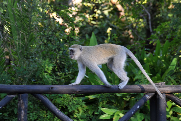 Vervet Monkey at the Zambezi Waterfront Lodge