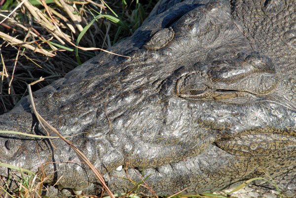 Crocodylus niloticus, Chobe River
