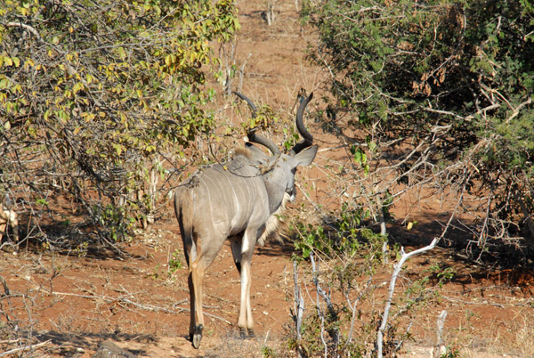 Kudu retreating from the river as the boat approaches