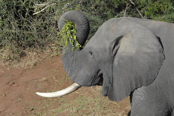 Elephant with large tusks eating