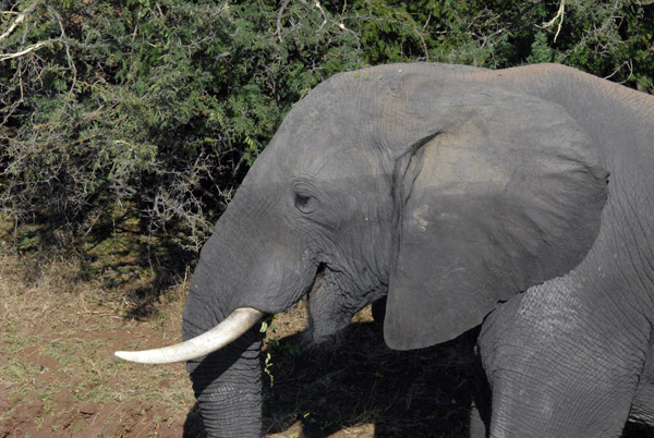 Elephant, Chobe National Park