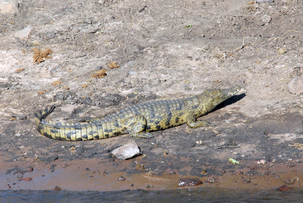 Medium-sized Nile Crocodile resting on the river bank, Chobe