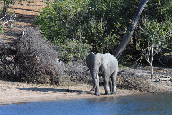 Elephant wandering along the Chobe River