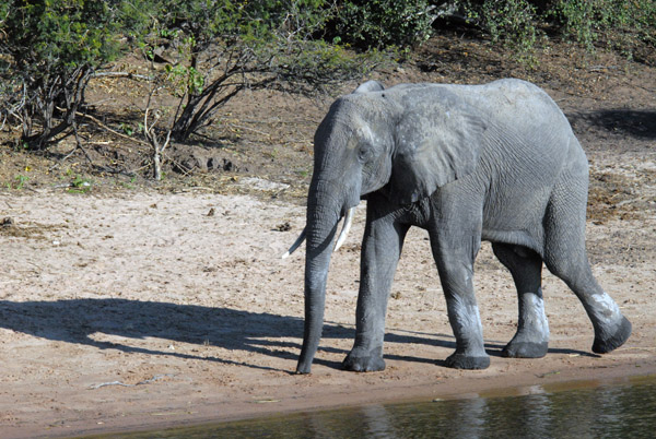 Elephants love to come to the Chobe River in the afternoon