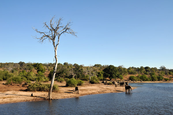 A large group of elephants ahead, Chobe Waterfront