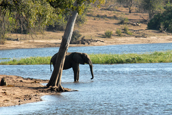 Elephant in the Chobe River, Botswana