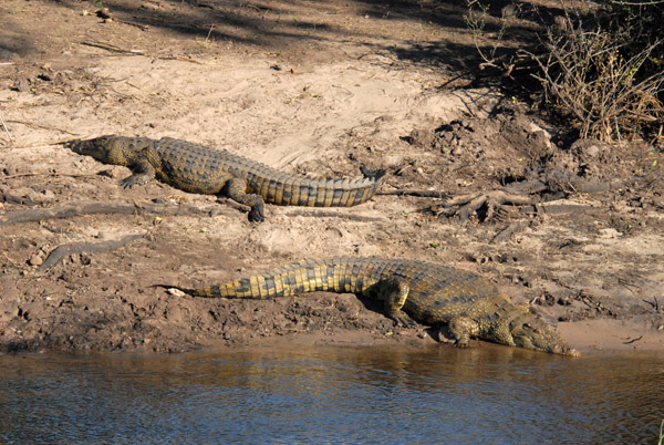 A pair of crocodiles, Chobe National Park