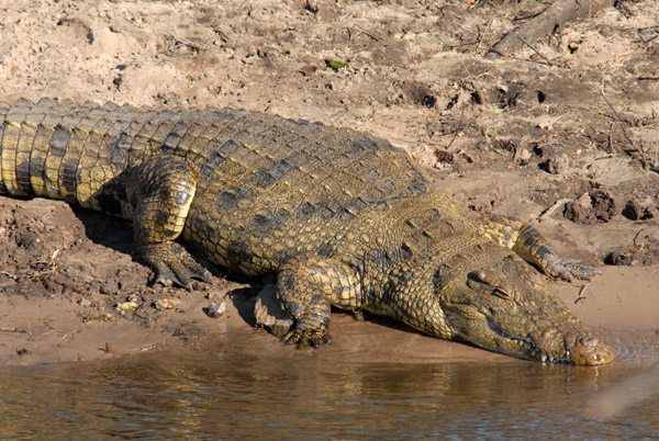 Nile Crocodile, Chobe National Park