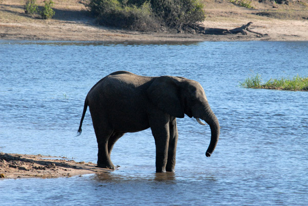 Elephant in the river, Chobe National Park