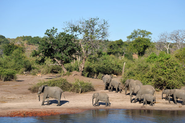Elephants walking along the Chobe River