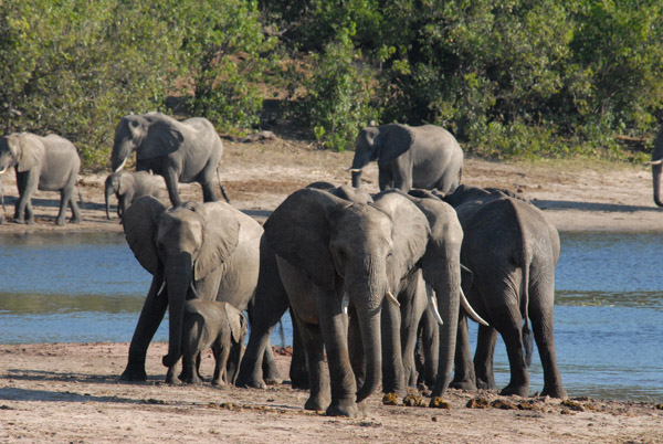 Large herd of elephants, Chobe National Park