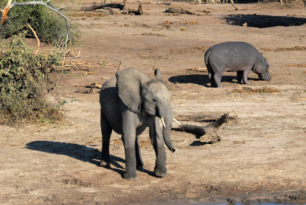 Elephant and hippo, Chobe National Park