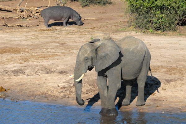 Elephant and Hippo, Chobe