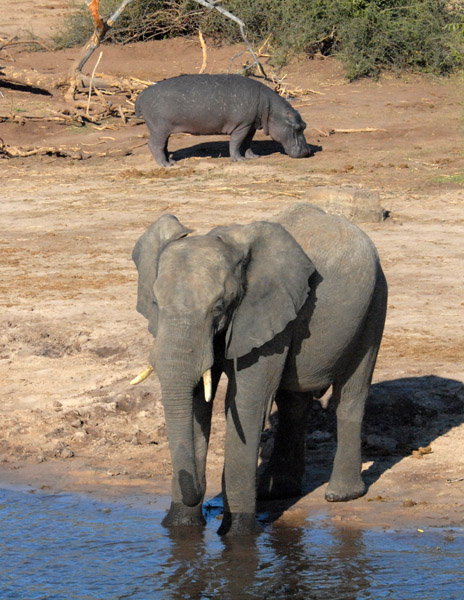 Elephant and Hippo, Chobe