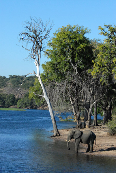 Chobe River, Botswana
