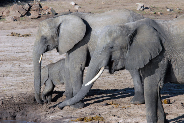 Papa elephant, mama elephant and little baby elephant