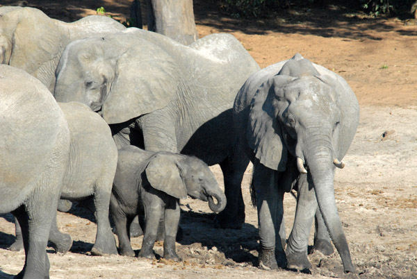 Elephants with a baby, Chobe National Park